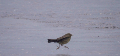 Rock Pipit, IJmuiden, North Holland, NL, photo 10 of 10