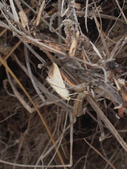 Evergestis extimalis