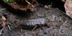 Ctenolepisma lineatum