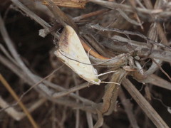 Evergestis extimalis