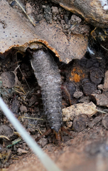 Ctenolepisma lineatum