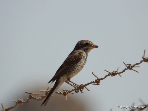 Red-backed Shrike