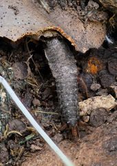 Ctenolepisma lineatum