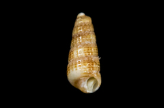 Cerithiopsidae