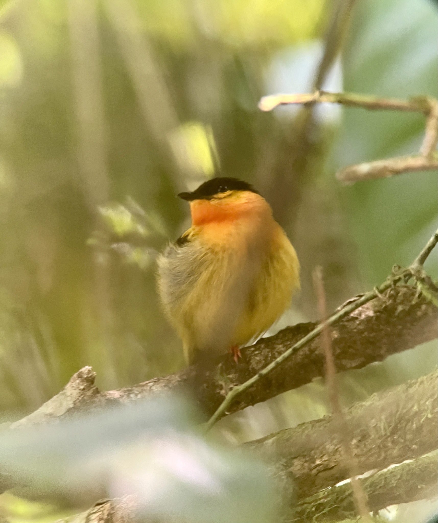 Orange-collared Manakin (Manacus aurantiacus), photo 6