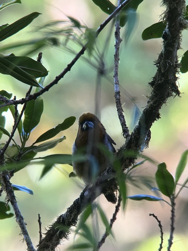 Prong-billed Barbet (Semnornis frantzii), photo 8