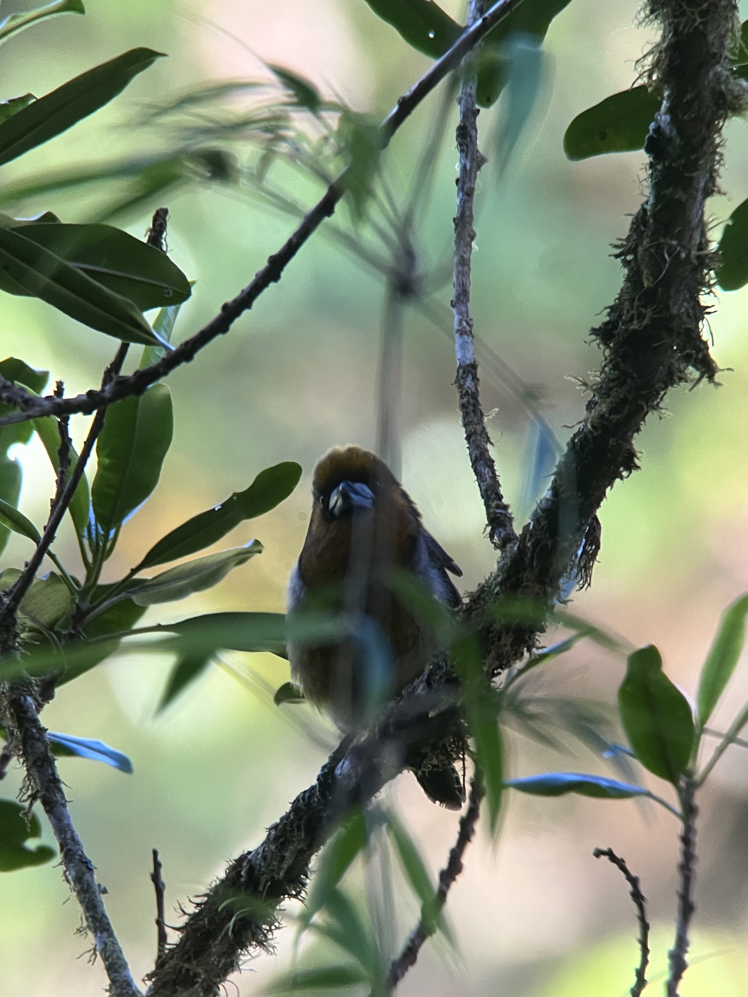 Prong-billed Barbet (Semnornis frantzii), photo 9