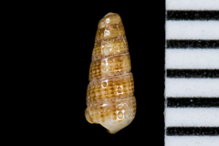 Cerithiopsidae