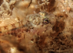 Spotback Goby photo 2