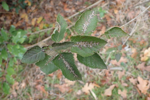 Unknown species found near West Arlington, Arlington, TX, USA