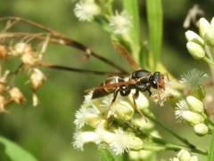 Polistes pacificus