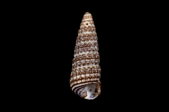 Cerithiopsis