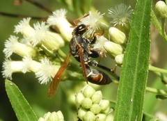 Polistes pacificus