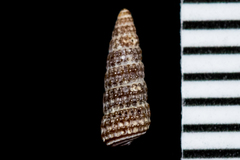 Cerithiopsis