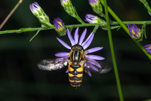 Unknown species found near Lapham Peak State Park - West