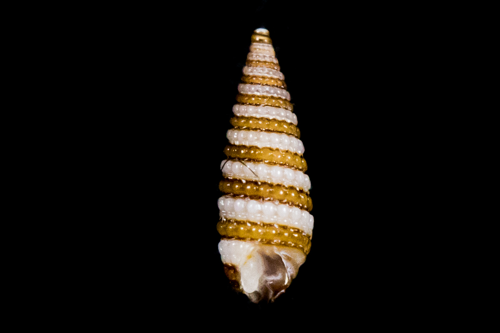 Triphoridae