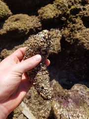 Holothuria inornata