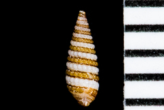 Triphora catalinensis