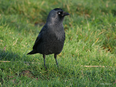 Corvus monedula spermologus