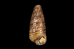 Cerithiopsis