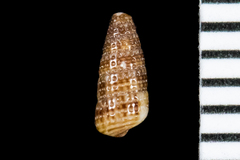 Cerithiopsis