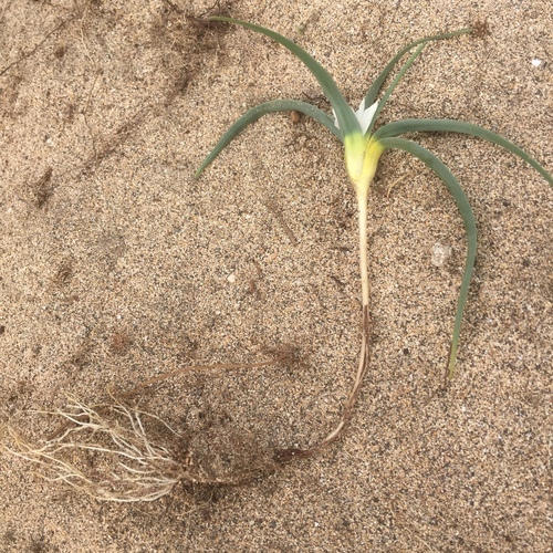 Colchicum psammophilum