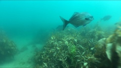 Latridopsis ciliaris