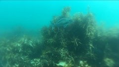 Latridopsis ciliaris