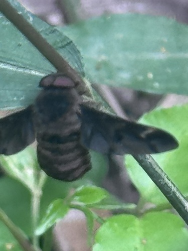 Atriadops macula