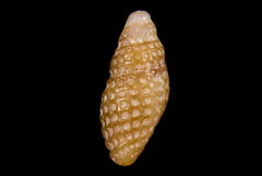 Cerithiopsis