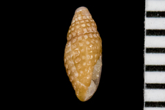 Cerithiopsis