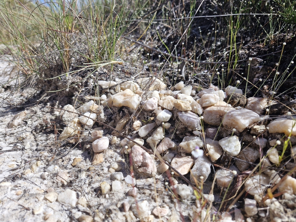 Paepalanthus echinoides