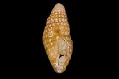 Cerithiopsis