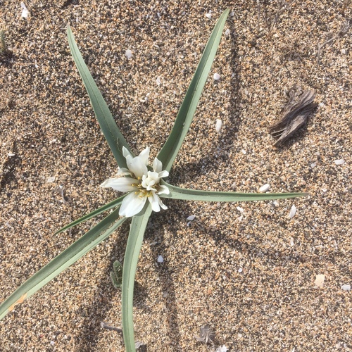 Colchicum psammophilum (Colchicum psammophilum)