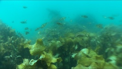 Notolabrus celidotus