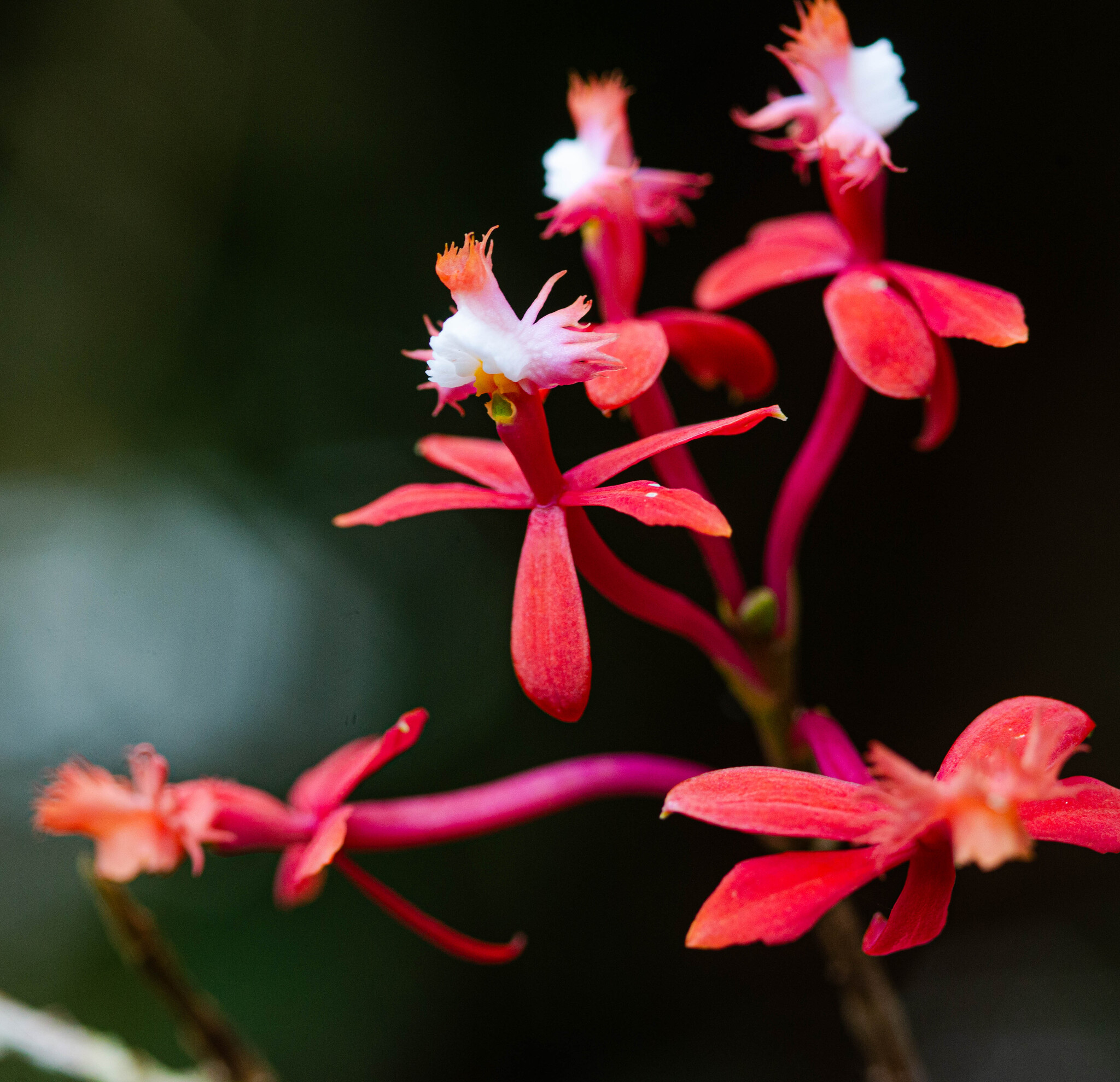 Epidendrum tulcanense Hágsater & Dodson