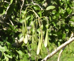 Gyrocarpus jatrophifolius