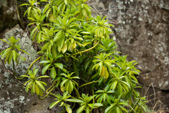 Peperomia berteroana