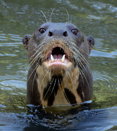 Giant Otter, photo 4 of 10