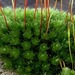 Capillary Thread-Moss - Photo (c) John Kirk, some rights reserved (CC BY-NC), uploaded by John Kirk