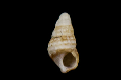 Cerithiopsidae