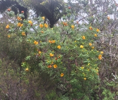 St. John's Wort (Hypericum lanceolatum)