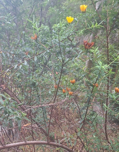 Hypericum lanceolatum, photograph 3