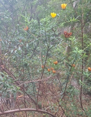 Hypericum lanceolatum, photograph (c) yellowplant, some rights reserved (CC BY)