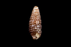 Cerithiopsis