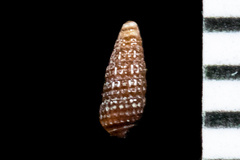 Cerithiopsis