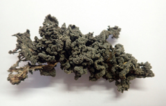 Leptogium coralloideum