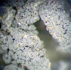 Leptogium coralloideum