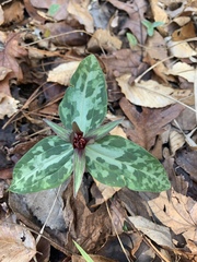 Trillium ludovicianum