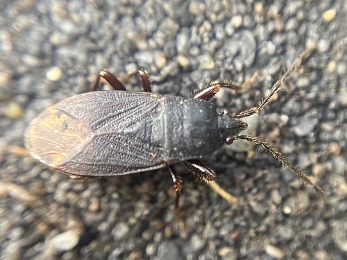 Drymus latus